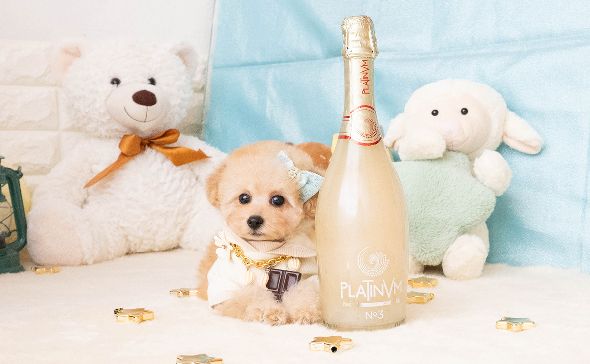 タイニープードルのアプリコットの男の子|2025年11月27日生まれ|No.11087|画像4枚目