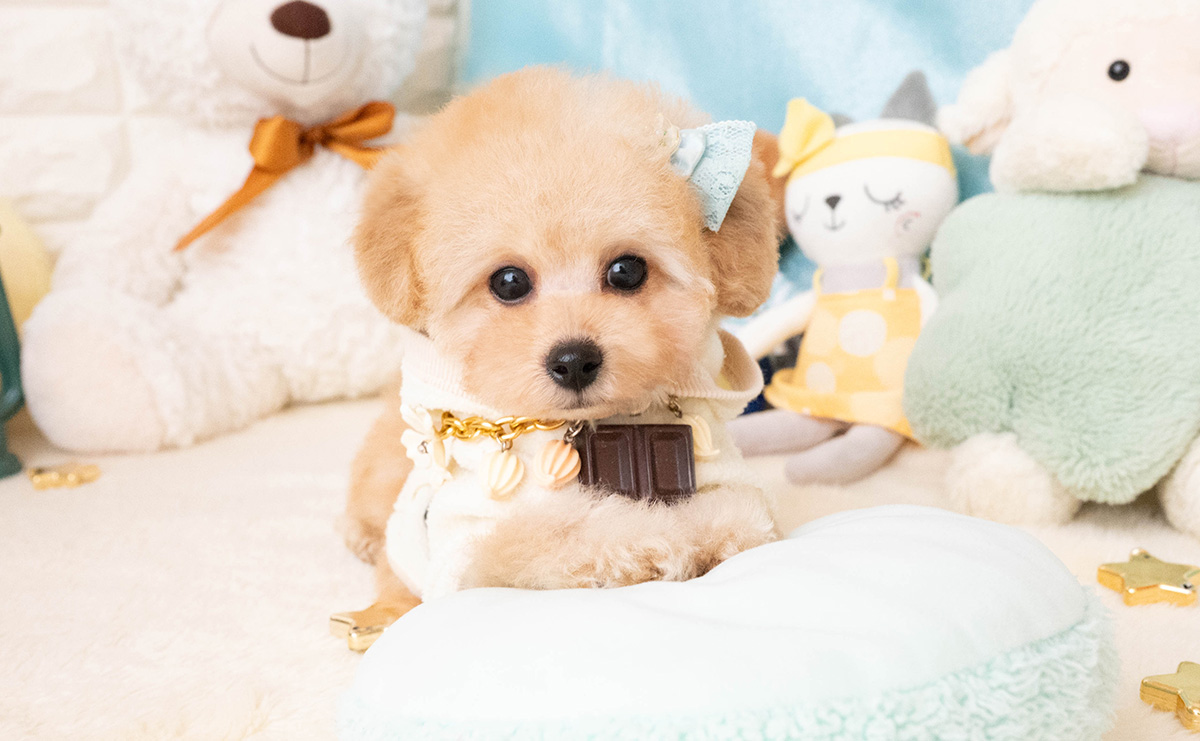 タイニープードルのアプリコットの男の子|2025年11月27日生まれ|No.11087|画像1枚目