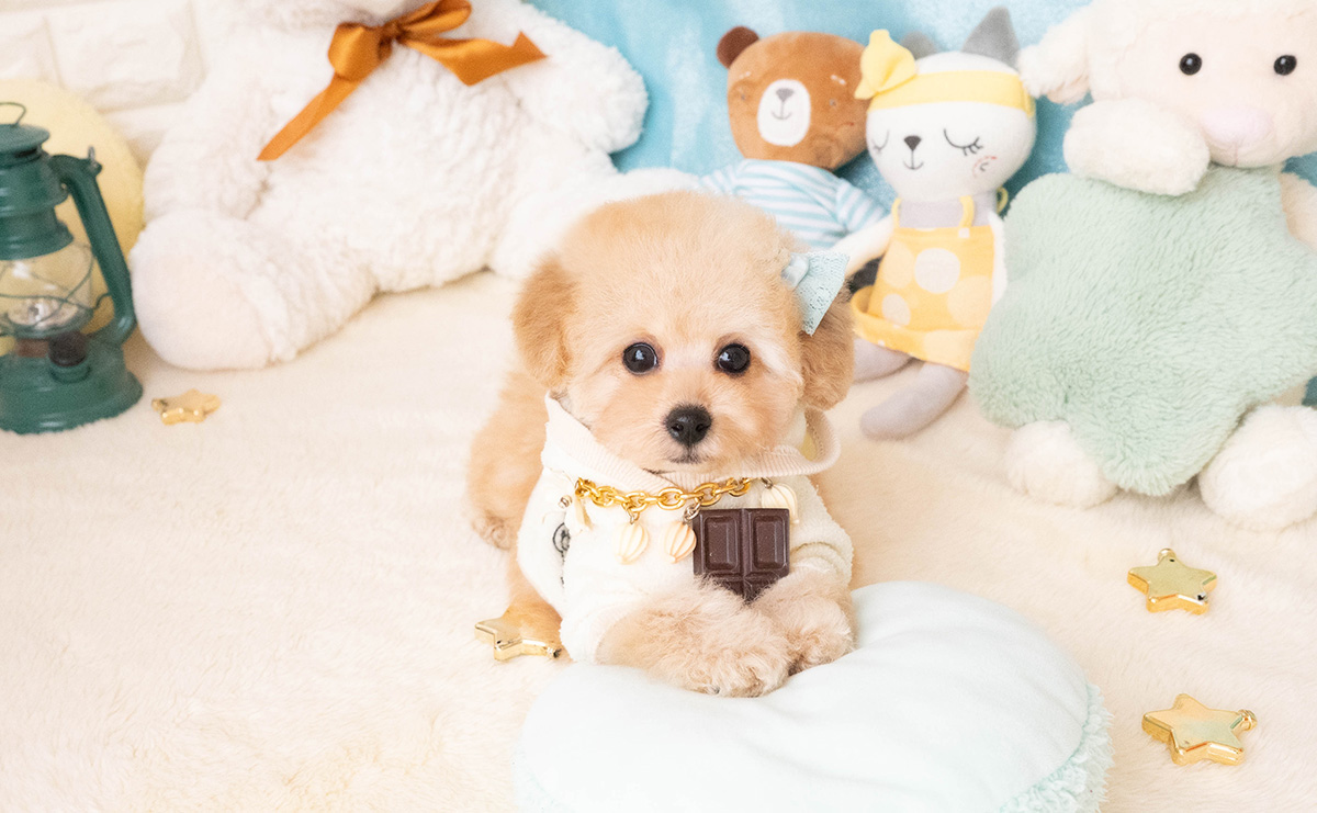 タイニープードルのアプリコットの男の子|2025年11月27日生まれ|No.11087|画像5枚目