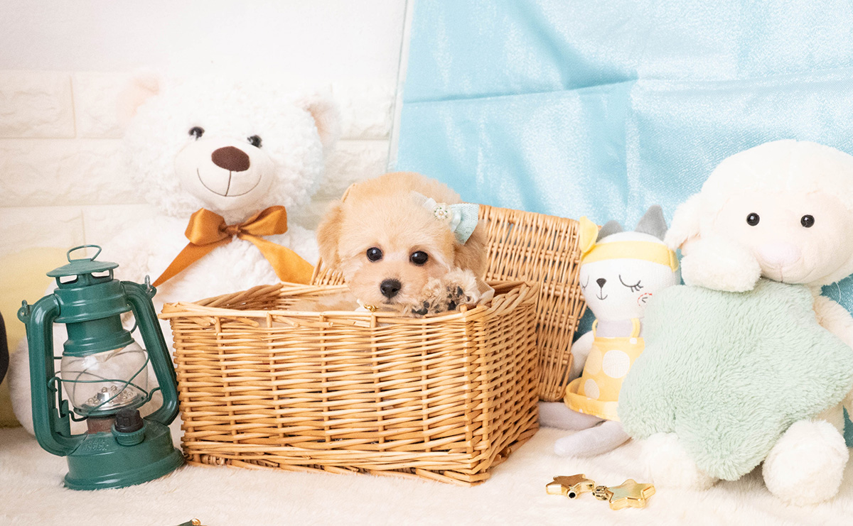 タイニープードルのアプリコットの男の子|2025年11月27日生まれ|No.11087|画像2枚目