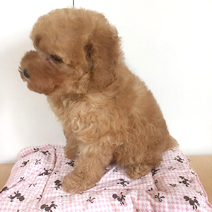 トイプードルのアプリコットの女の子|2025年12月6日生まれ|No.11097|画像1枚目