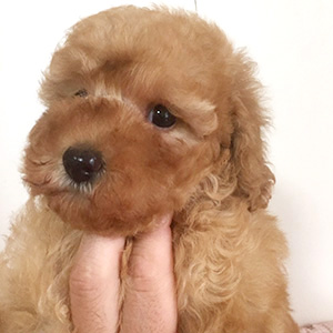 トイプードルのアプリコットの女の子|2025年12月6日生まれ|No.11097|画像2枚目