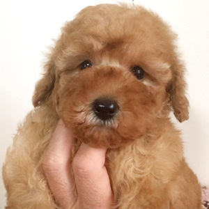 トイプードルのアプリコットの女の子|2025年12月6日生まれ|No.11097|画像0枚目