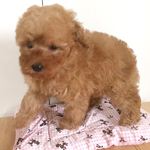トイプードルのアプリコットの女の子|2025年12月6日生まれ|No.11097|画像3枚目
