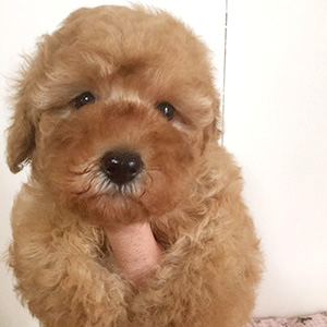 トイプードルのアプリコットの女の子|2025年12月6日生まれ|No.11097|画像4枚目