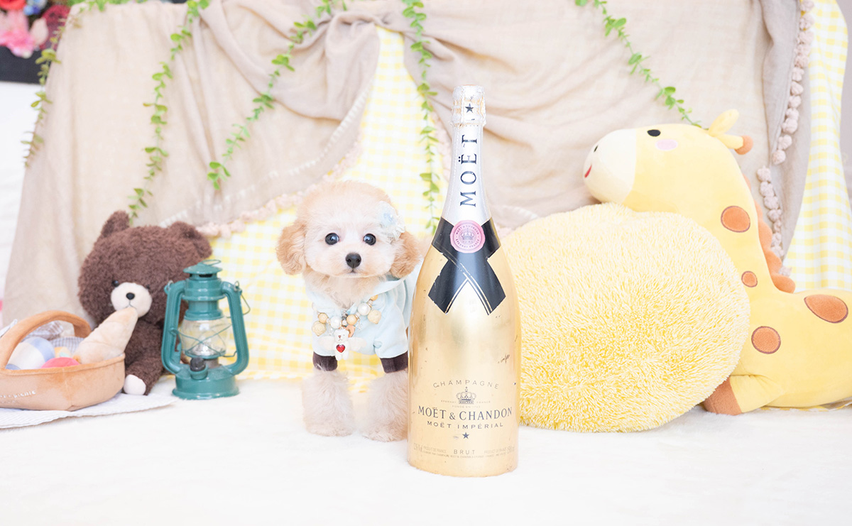 タイニープードルのアプリコットの男の子|2025年11月23日生まれ|No.11100|画像2枚目