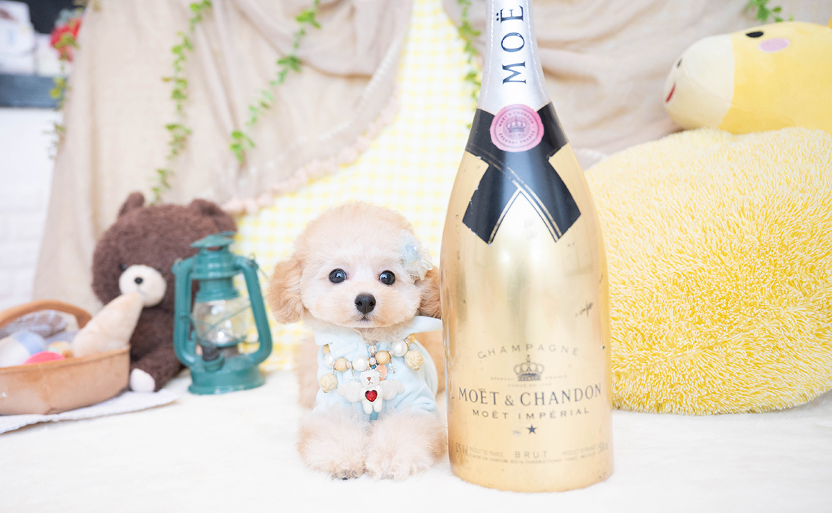 タイニープードルのアプリコットの男の子|2025年11月23日生まれ|No.11100|画像3枚目