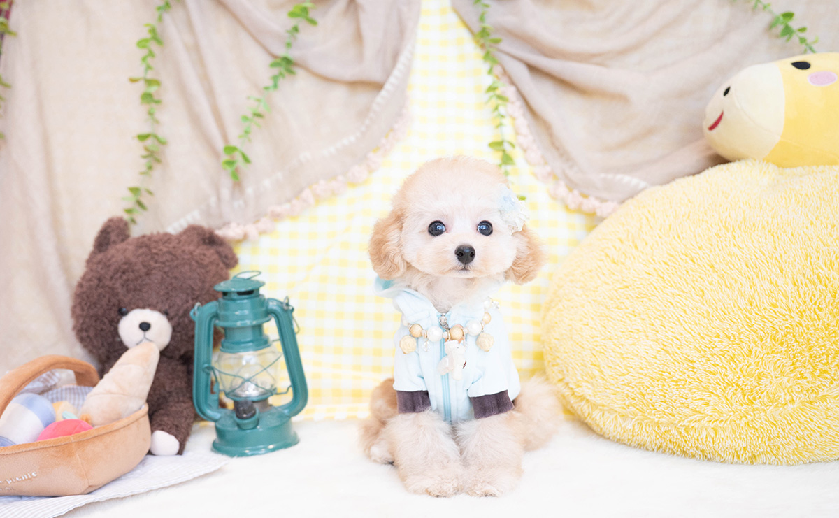 タイニープードルのアプリコットの男の子|2025年11月23日生まれ|No.11100|画像4枚目