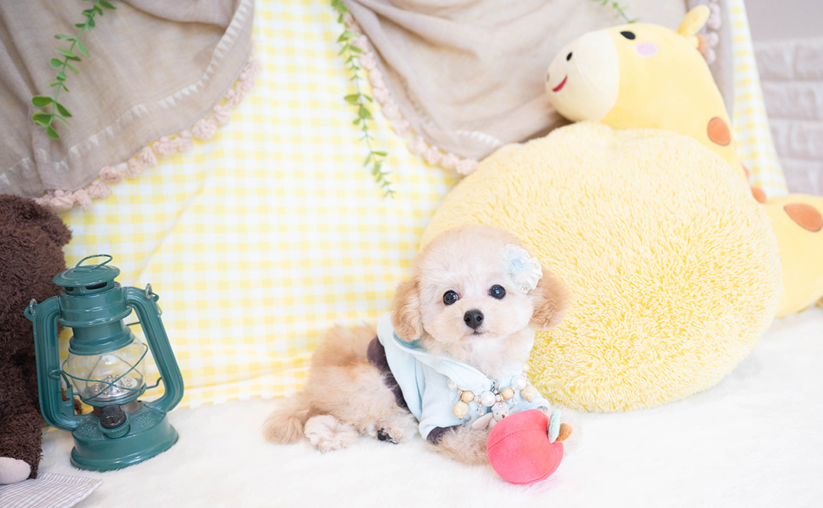 タイニープードルのアプリコットの男の子|2025年11月23日生まれ|No.11100|画像5枚目