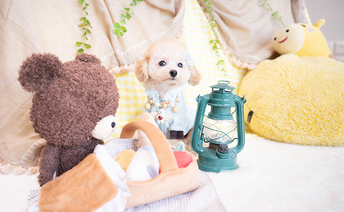 タイニープードルのアプリコットの男の子|2025年11月23日生まれ|No.11100|画像0枚目