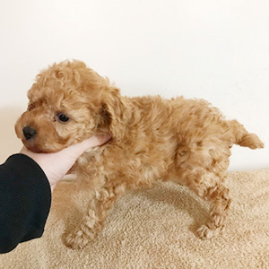 トイプードルのアプリコットの男の子|2025年1月18日生まれ|No.11125|画像0枚目