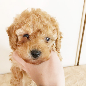 トイプードルのアプリコットの男の子|2025年1月18日生まれ|No.11125|画像1枚目
