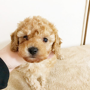 トイプードルのアプリコットの男の子|2025年1月18日生まれ|No.11125|画像2枚目