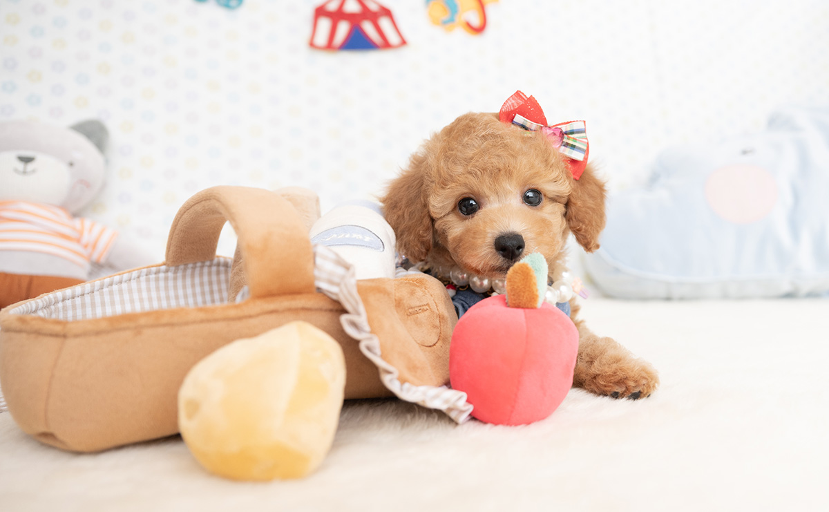 トイプードルのアプリコットの女の子|2026年1月7日生まれ|No.11124|画像1枚目