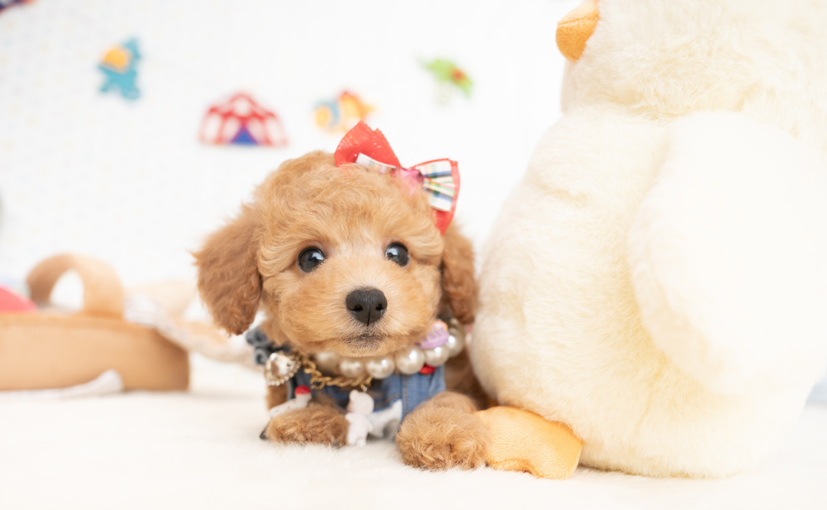 トイプードルのアプリコットの女の子|2026年1月7日生まれ|No.11124|画像0枚目