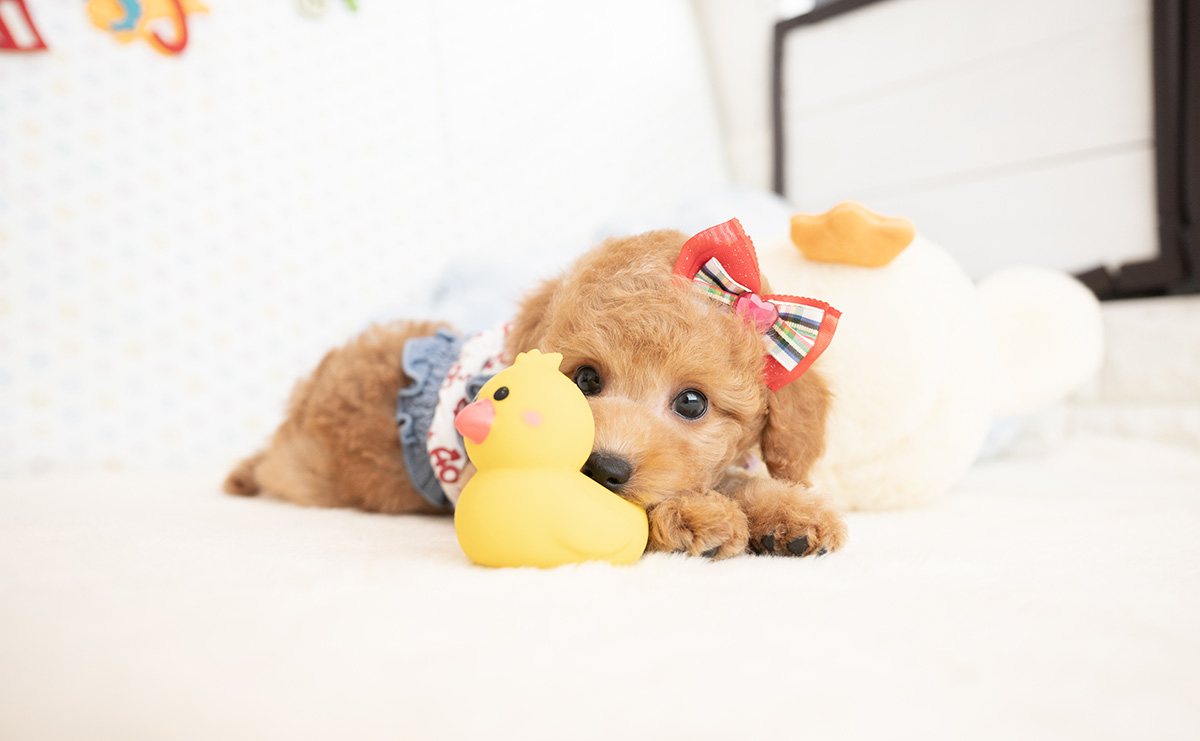 トイプードルのアプリコットの女の子|2026年1月7日生まれ|No.11124|画像2枚目