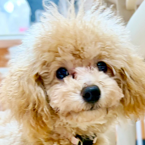 タイニープードルのアプリコットの女の子|2025年9月2日生まれ|No.11123|画像1枚目