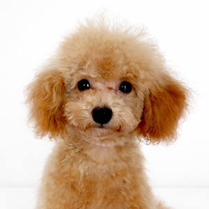 タイニープードルのアプリコットの女の子|2025年9月2日生まれ|No.11123|画像0枚目