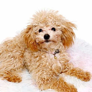 タイニープードルのアプリコットの女の子|2025年9月2日生まれ|No.11123|画像2枚目