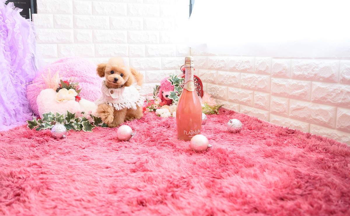 タイニープードルのアプリコットの女の子|2025年11月23日生まれ|No.11143|画像2枚目