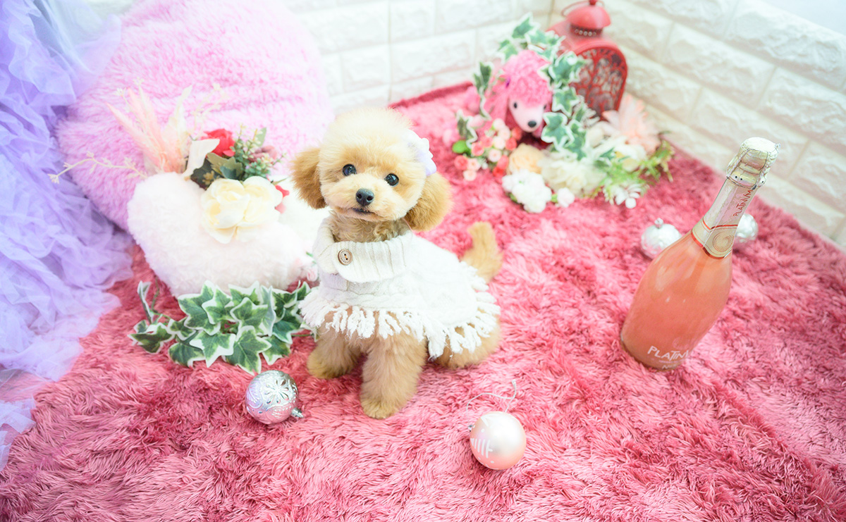 タイニープードルのアプリコットの女の子|2025年11月23日生まれ|No.11143|画像4枚目