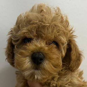 タイニープードルのアプリコットの女の子|2026年1月10日生まれ|No.11145|画像0枚目