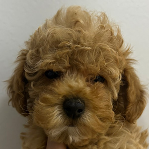 タイニープードルのアプリコットの女の子|2026年1月10日生まれ|No.11145|画像1枚目