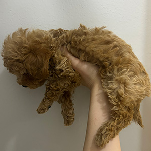 タイニープードルのアプリコットの女の子|2026年1月10日生まれ|No.11145|画像2枚目