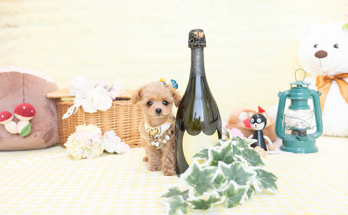 ティーカッププードルのアプリコットの男の子|2026年1月19日生まれ|No.11149|画像3枚目