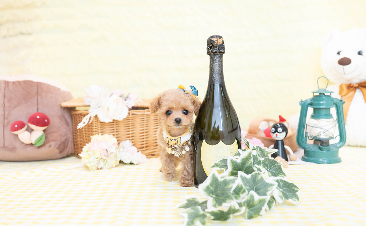 ティーカッププードルのアプリコットの男の子|2026年1月19日生まれ|No.11149|画像4枚目