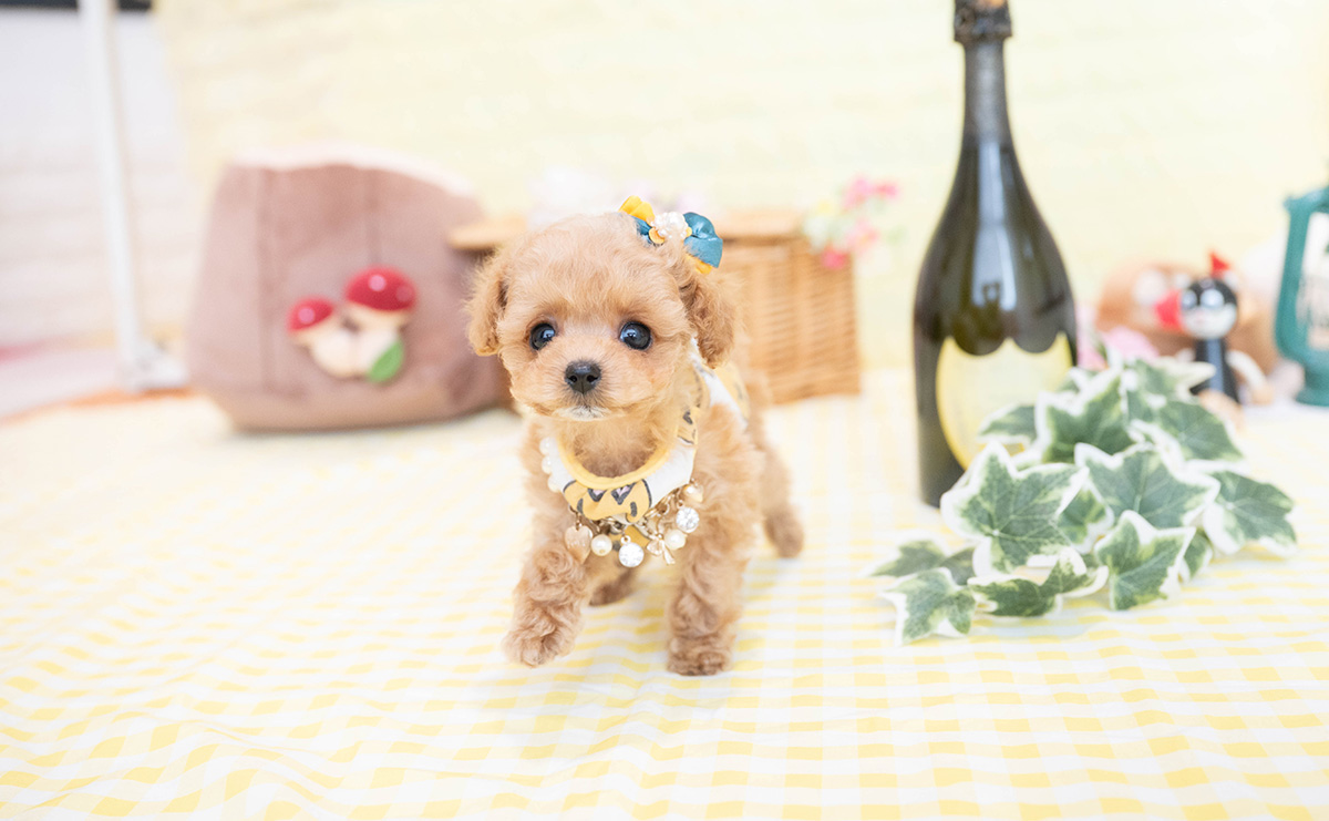 ティーカッププードルのアプリコットの男の子|2026年1月19日生まれ|No.11149|画像5枚目