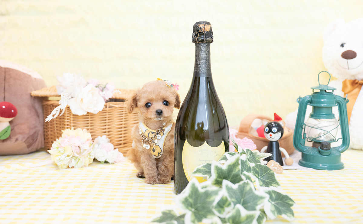 ティーカッププードルのアプリコットの男の子|2026年1月19日生まれ|No.11149|画像6枚目