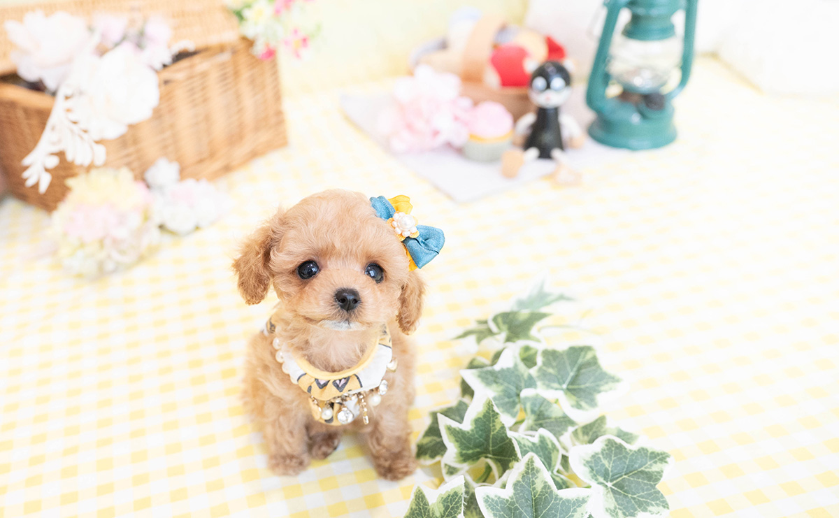 ティーカッププードルのアプリコットの男の子|2026年1月19日生まれ|No.11149|画像0枚目