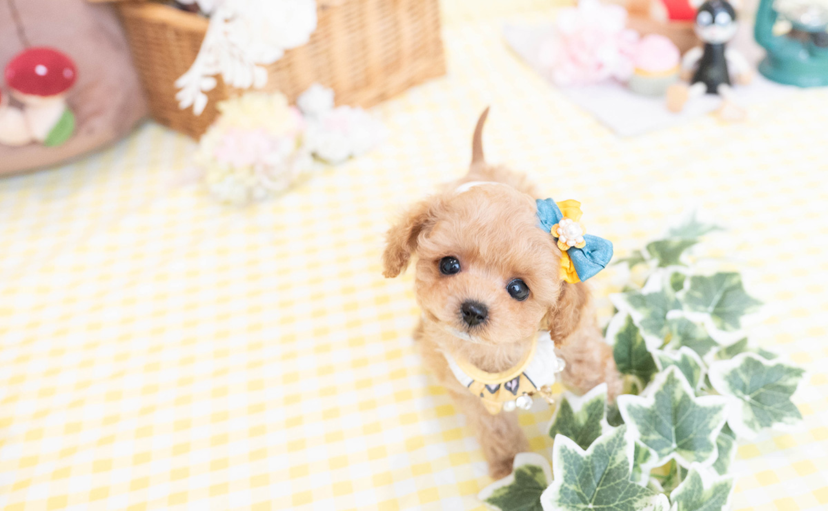 ティーカッププードルのアプリコットの男の子|2026年1月19日生まれ|No.11149|画像1枚目