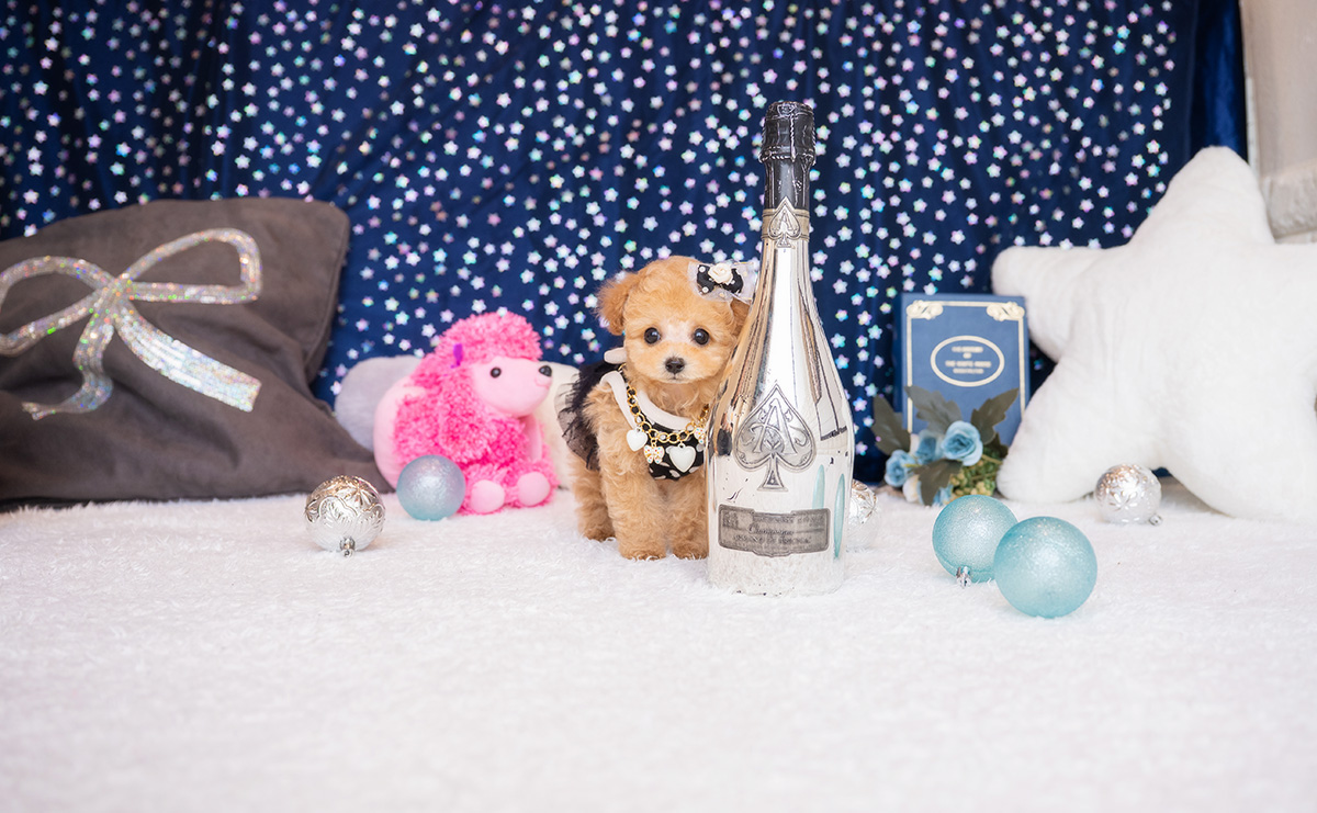 ティーカッププードルのアプリコットの男の子|2026年1月23日生まれ|No.11150|画像3枚目