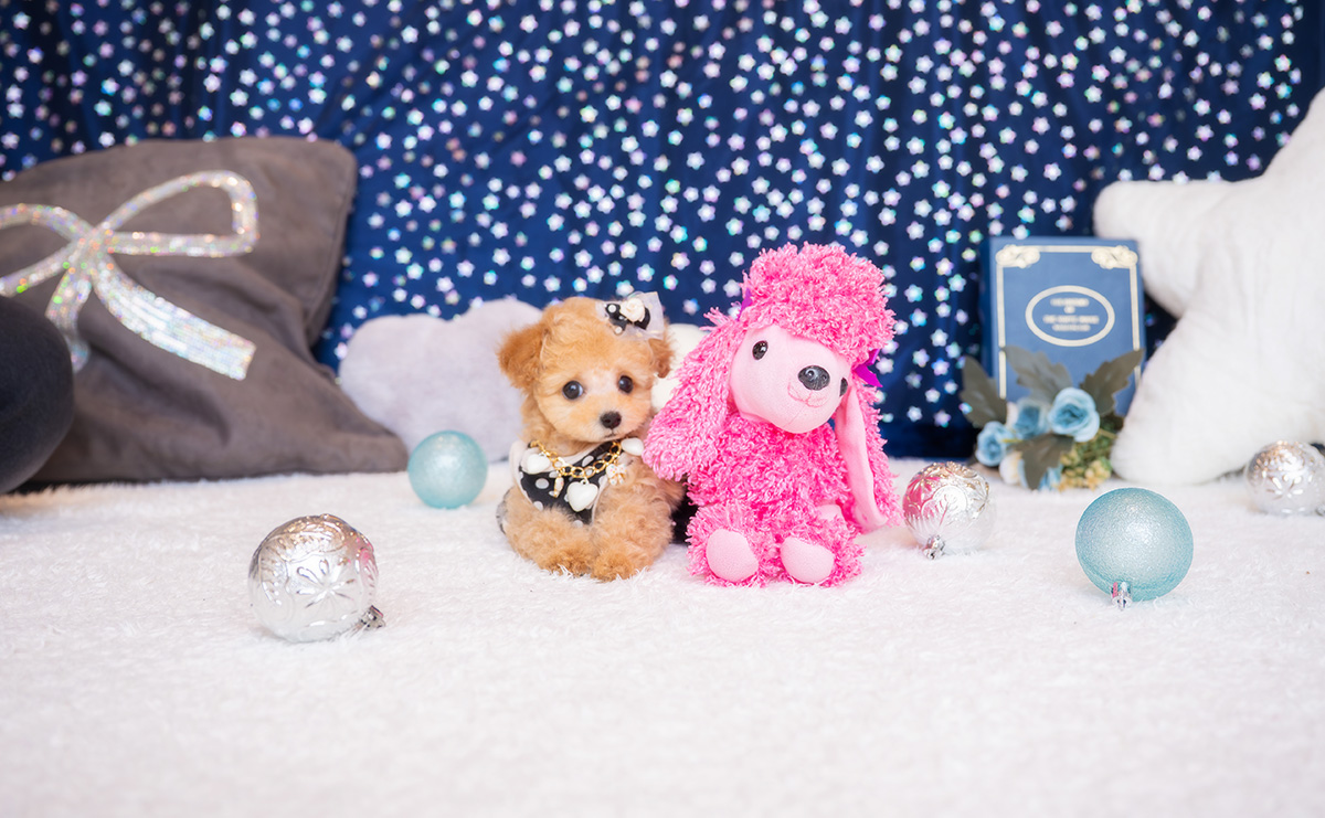 ティーカッププードルのアプリコットの男の子|2026年1月23日生まれ|No.11150|画像1枚目