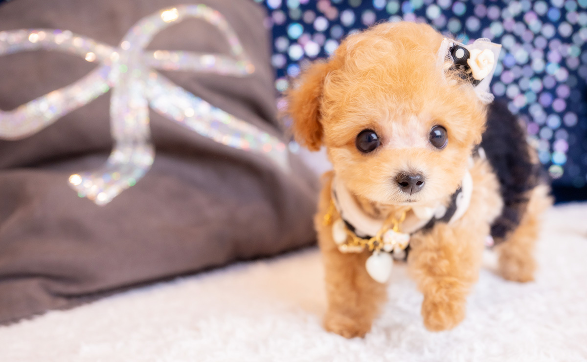 ティーカッププードルのアプリコットの男の子|2026年1月23日生まれ|No.11150|画像0枚目