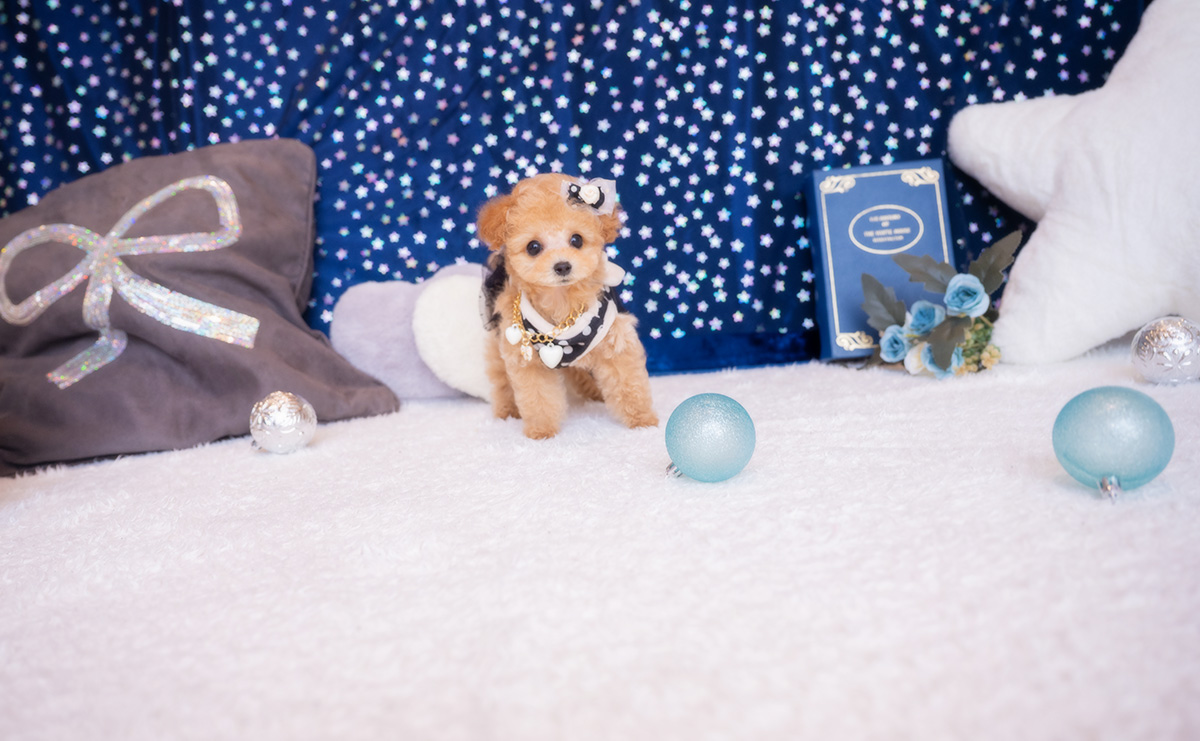 ティーカッププードルのアプリコットの男の子|2026年1月23日生まれ|No.11150|画像5枚目