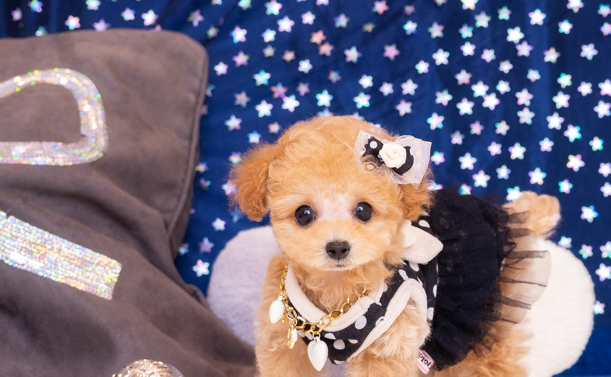 ティーカッププードルのアプリコットの男の子|2026年1月23日生まれ|No.11150|画像4枚目