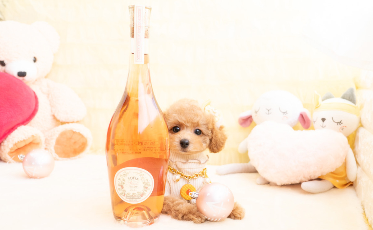 タイニープードルのアプリコットの女の子|2026年1月19日生まれ|No.11156|画像1枚目