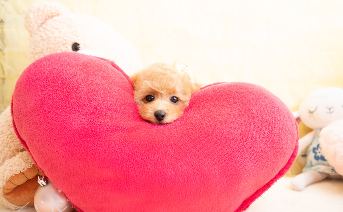 タイニープードルのアプリコットの女の子|2026年1月19日生まれ|No.11156|画像2枚目