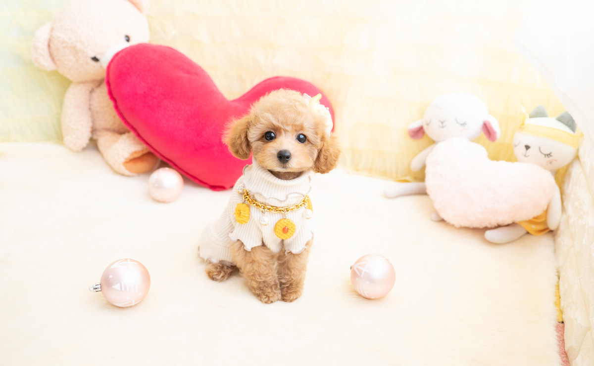 タイニープードルのアプリコットの女の子|2026年1月19日生まれ|No.11156|画像0枚目