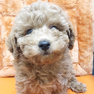 トイプードルのアプリコットの男の子|2026年1月15日生まれ|No.11170|画像0枚目