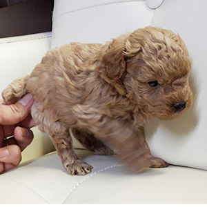 トイプードルのアプリコットの男の子|2026年2月17日生まれ|No.11161|画像3枚目