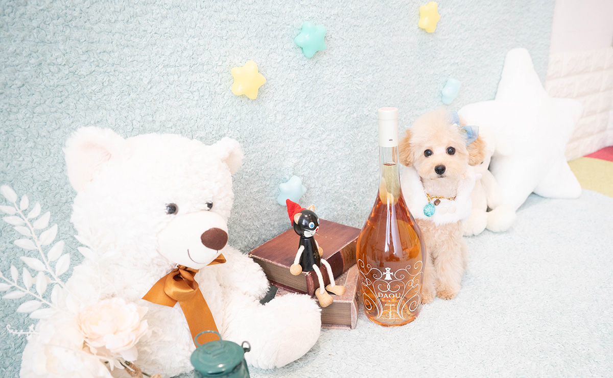 タイニープードルのアプリコットの男の子|2025年11月27日生まれ|No.11159|画像1枚目