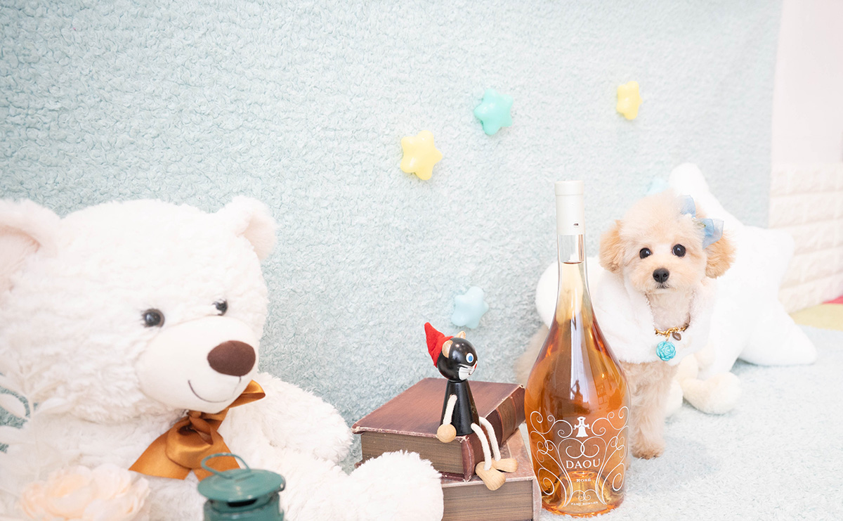 タイニープードルのアプリコットの男の子|2025年11月27日生まれ|No.11159|画像2枚目