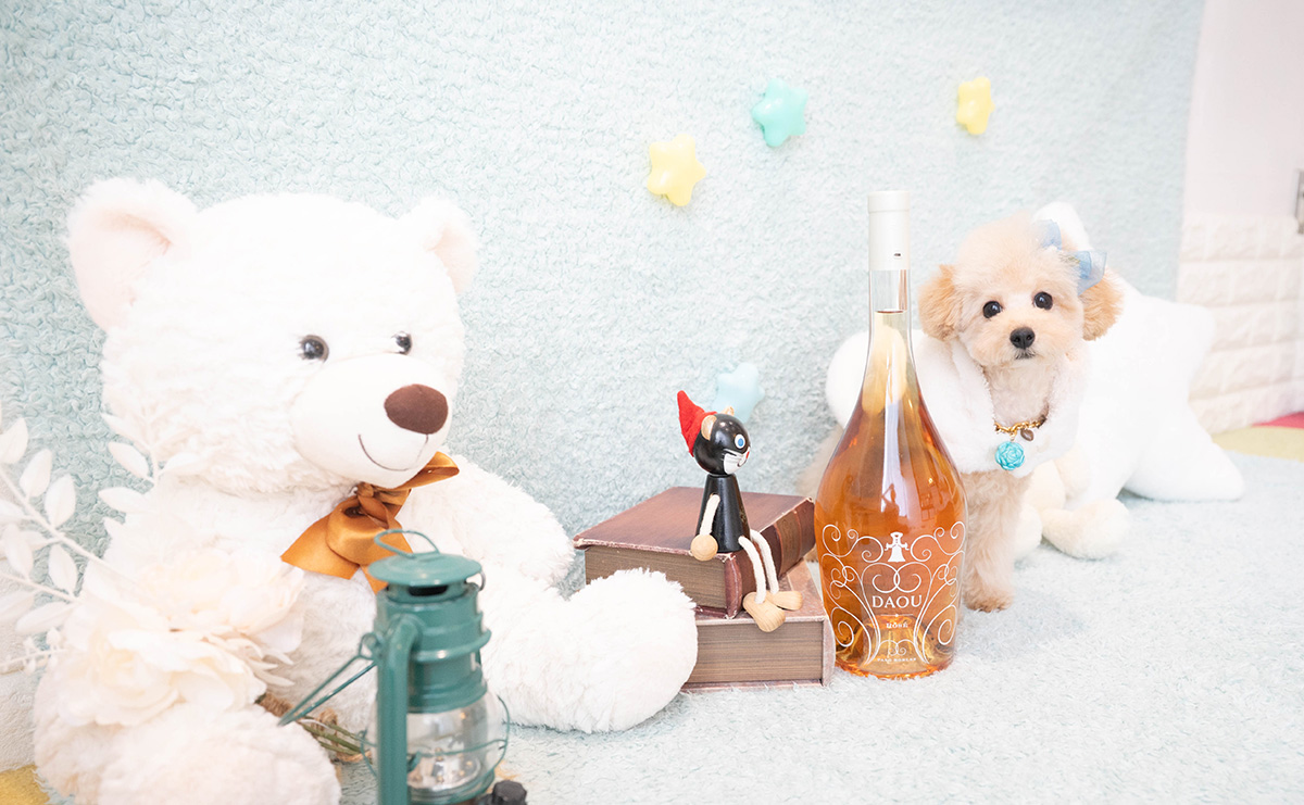 タイニープードルのアプリコットの男の子|2025年11月27日生まれ|No.11159|画像3枚目