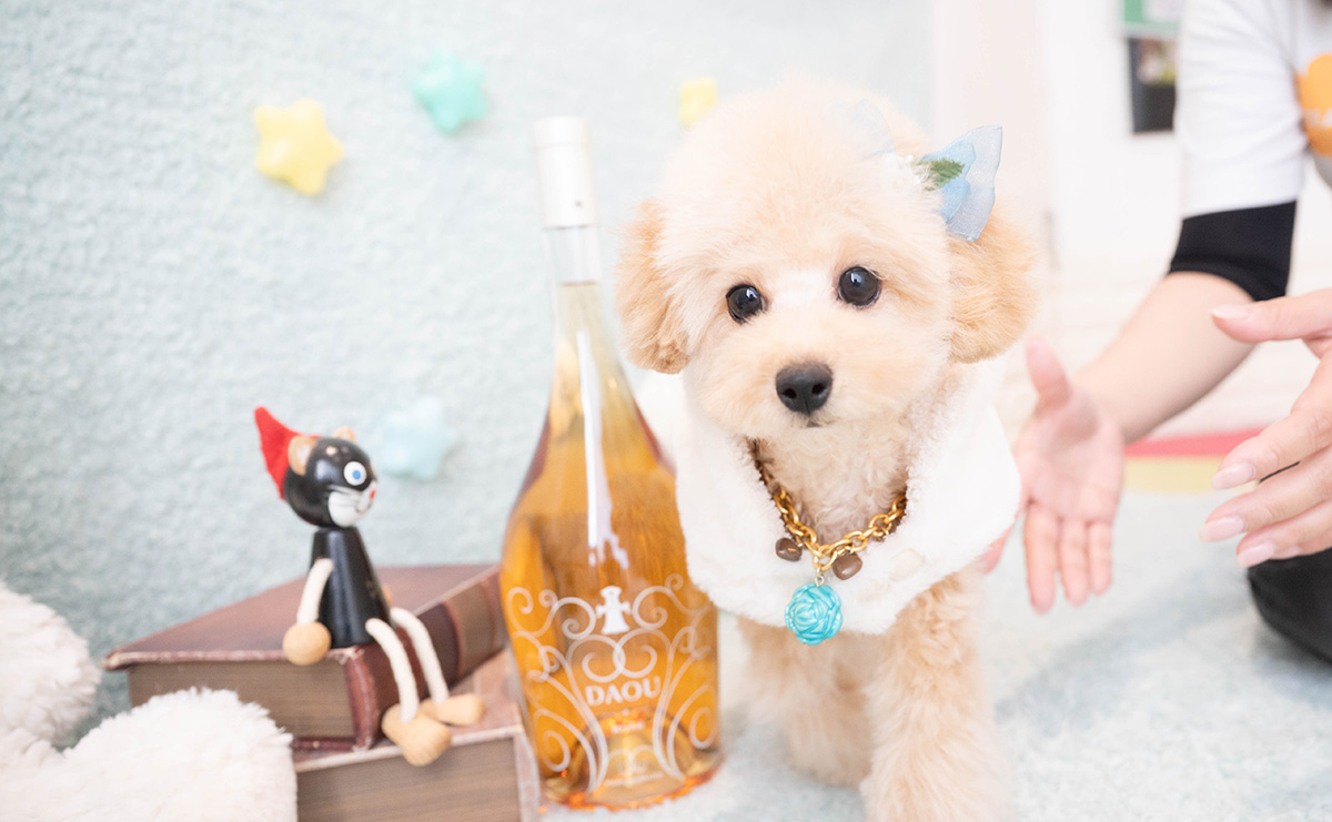 タイニープードルのアプリコットの男の子|2025年11月27日生まれ|No.11159|画像0枚目