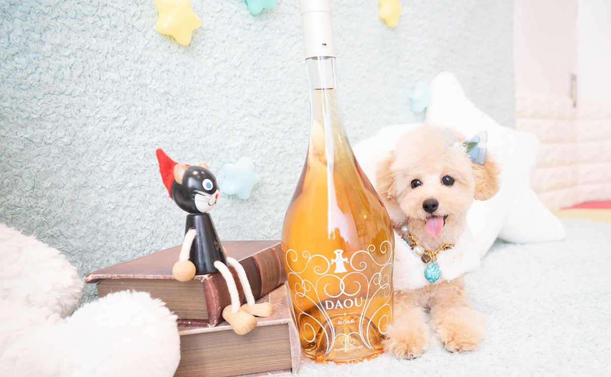 タイニープードルのアプリコットの男の子|2025年11月27日生まれ|No.11159|画像4枚目