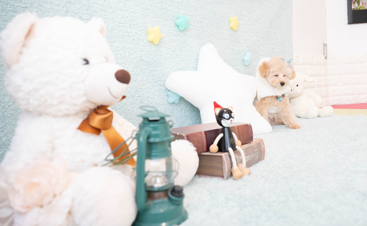 タイニープードルのアプリコットの男の子|2025年11月27日生まれ|No.11159|画像5枚目